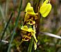 Diuris sulphurea - Tiger Orchid.jpg